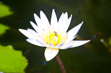 Close Up Shot of white Petal Lotus in the Poolの写真素材
