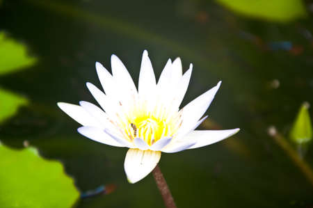 Close Up Shot of white Petal Lotus in the Poolの写真素材