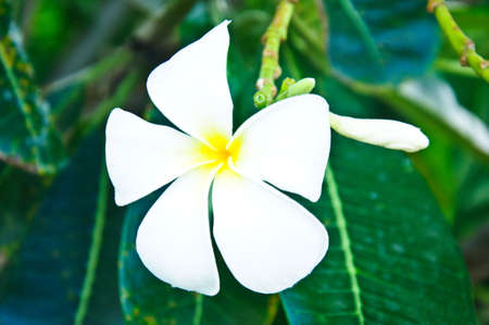 Beautiful white flower in thailand, Lan thom flowerの写真素材