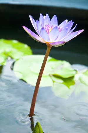 A closeup shot of a beautiful lotus flowerの写真素材