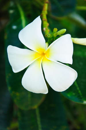White and Yellow Frangipani Flowers With Leavesの写真素材