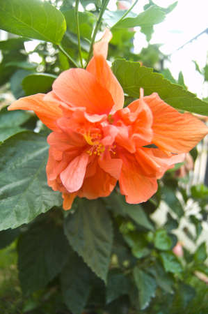 Orange Hibiscus flower on treeの写真素材