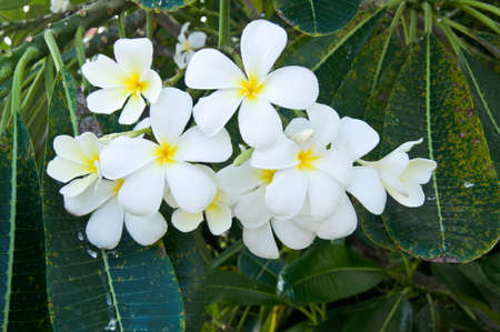 Beautiful white flower in thailand, Lan thom flowerの写真素材