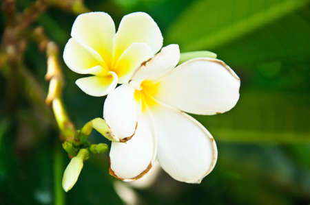 Leelavadee  Plumeria  tropical flowerの写真素材