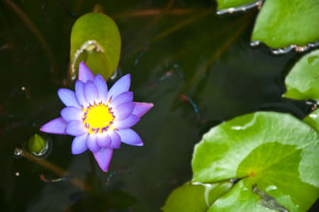 Purple water lilly in the poolの写真素材