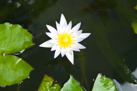 A closeup shot of a beautiful lotus flowerの写真素材