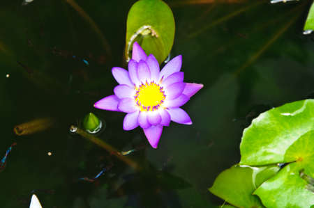 Purple water lilly in the poolの写真素材