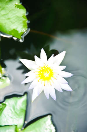 A closeup shot of a beautiful lotus flowerの写真素材