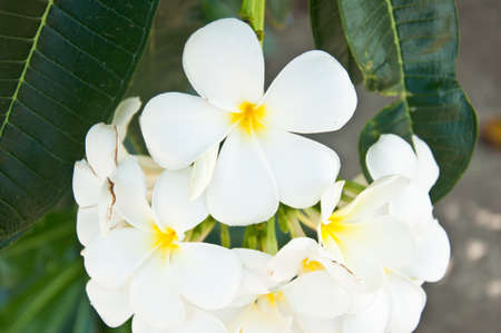 Beautiful white flower in thailand, Lan thom flowerの写真素材