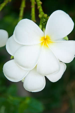 Frangipani tropical flowers from deciduous tree, plumeriaの写真素材