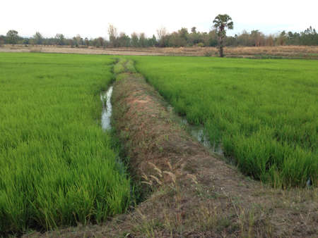 Field and ridge in Thailand の素材