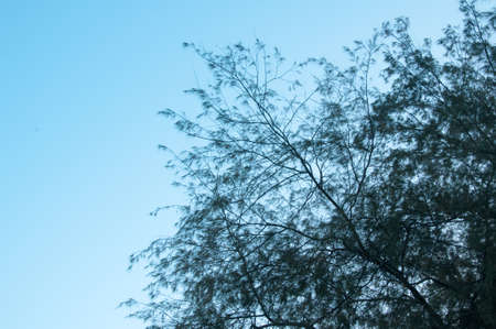 leaves on blue backgroundの写真素材