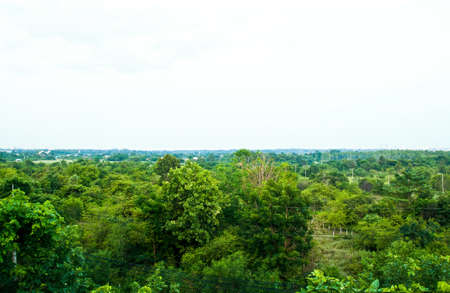 forest under white skyの写真素材