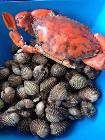 Crab and cocklesの素材