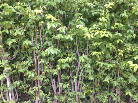 Bushの素材