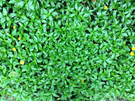 Green leaf