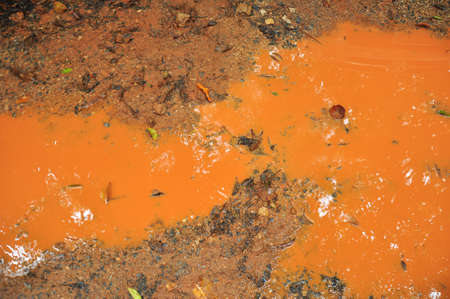 Mud Road trough rubber plantation after rainの写真素材