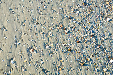 sea shells with sand as backgroundの写真素材