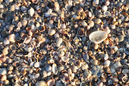 Natural sand and shells backgroundの写真素材
