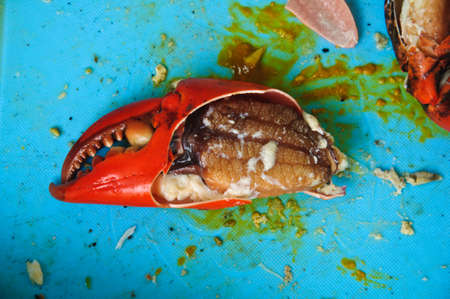 big claws of a crab for eatの写真素材