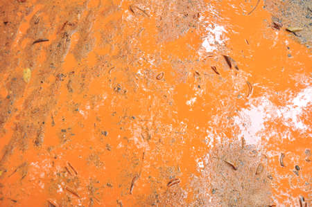Mud Road trough rubber plantation after rainの写真素材