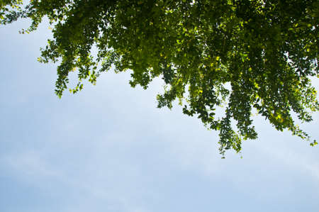 Green leaves against a skyの写真素材