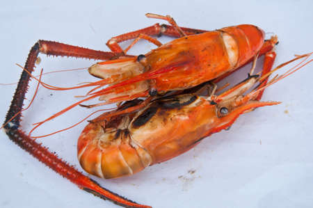 Shrimp on white backgroundの写真素材