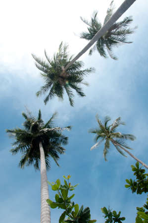 palms on blue sky backgroundの写真素材