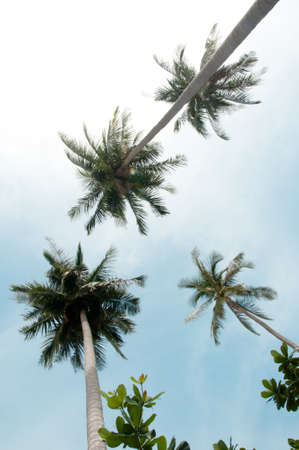 palms on blue sky backgroundの写真素材