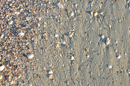 sea shells with sand as background