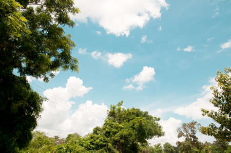 tree and blue sky.の写真素材