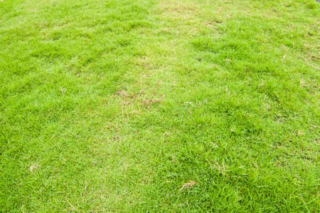 Grass background closeup photoの写真素材