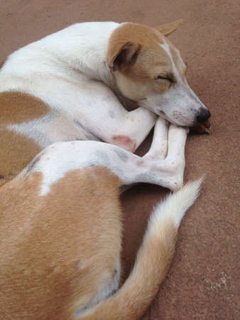 Dog on streetの素材