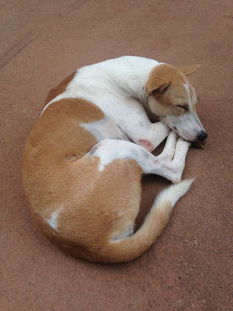 Homeless stray dogの素材