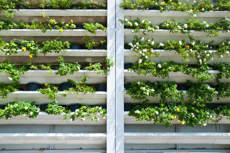 flower for decoration in gardenの写真素材