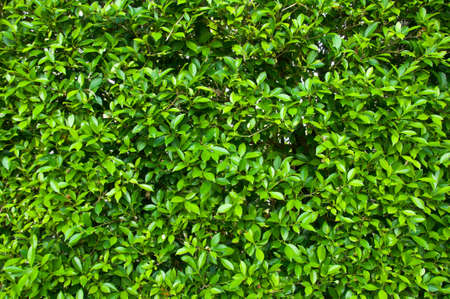 Green leaves background,patternの写真素材
