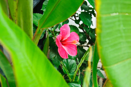One pink China Rose flowerの写真素材