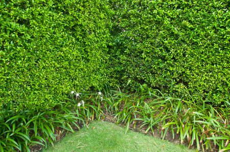 Tropical Garden-Garden bush backgroundの写真素材