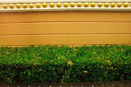 Tropical Garden-Garden bush and wallの写真素材