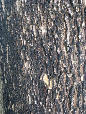 Wood fragment with texture of woodの素材