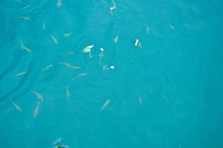 a tropical sea and feeding fishの写真素材
