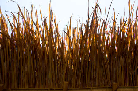 Roof type made from nipa palm , made in Thailandの写真素材