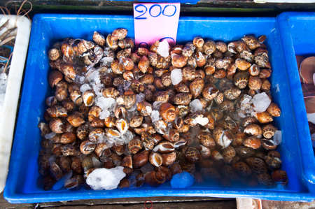 Fresh Spotted babylon in Thailand marketの写真素材