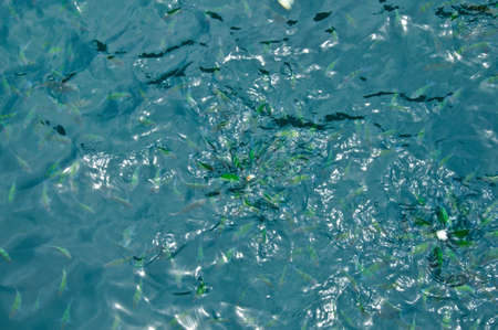 a tropical sea and feeding fishの写真素材