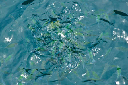 a tropical sea and feeding fishの写真素材