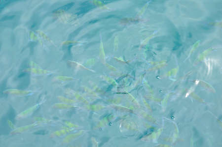 a tropical sea and feeding fishの写真素材