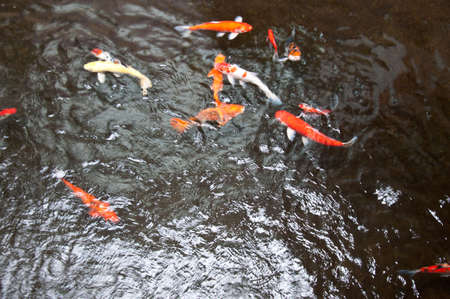 Koi carps swimming in the Pondの写真素材