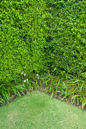 Tropical Garden-Garden bush の写真素材