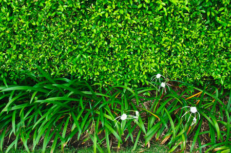 Tropical Garden-Garden bush の写真素材