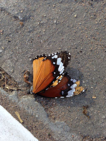 Dead butterfly の素材